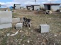 Hass Kangal Orjinal
