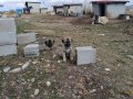 Hass Kangal Orjinal