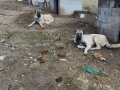 Hass Kangal Orjinal