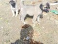 Hass Kangal Orjinal