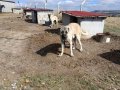 Hass Kangal Orjinal