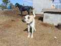 Hass Kangal Orjinal