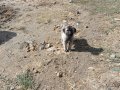 Hass Kangal Orjinal