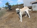 Hass Kangal Orjinal