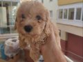 Maltipoo yavrular