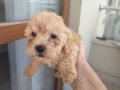Maltipoo yavrular
