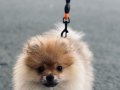 Sevimli alex'e yuva arıyoruz güzel bir köpektir lütfen hani 