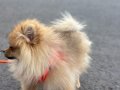 Sevimli alex'e yuva arıyoruz güzel bir köpektir lütfen hani 