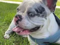 French Buldog Blue 