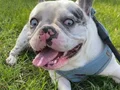 French Buldog Blue 