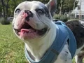 French Buldog Blue 