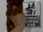 POODLE KRALLIĞIII