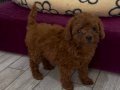 KORE KAN POODLE YAVRULAR (2 aylık)
