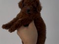 KORE KAN POODLE YAVRULAR (2 aylık)