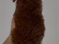 KORE KAN POODLE YAVRULAR (2 aylık)