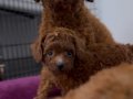 KORE KAN POODLE YAVRULAR (2 aylık)