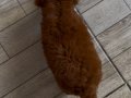 KORE KAN POODLE YAVRULAR (2 aylık)