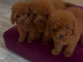 POODLE KRALLIĞIII