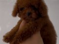 POODLE KRALLIĞIII
