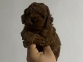 POODLE KRALLIĞIII