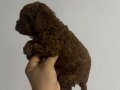 POODLE KRALLIĞIII