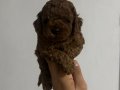 POODLE KRALLIĞIII