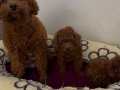 POODLE KRALLIĞIII