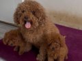 POODLE KRALLIĞIII