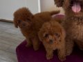 POODLE KRALLIĞIII