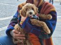 3 aylık erkek maltipoo 