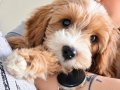 3 aylık erkek maltipoo 