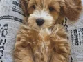 3 aylık erkek maltipoo 