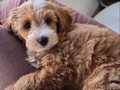 3 aylık erkek maltipoo 
