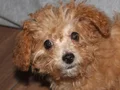 Maltıpoo ve maltese yavrular