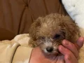 Maltıpoo ve maltese yavrular