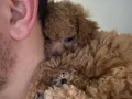 Maltıpoo ve maltese yavrular