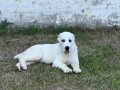 ORJİNAL ALABAİ YAVRUSU AVRUPA PASAPORTLU
