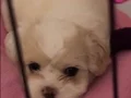 Büyümeyen cins. Çok tatlı bebek terrierler 