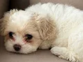 Büyümeyen cins. Çok tatlı bebek terrierler 