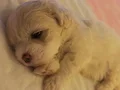 Büyümeyen cins. Çok tatlı bebek terrierler 