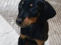 2 aylık doberman