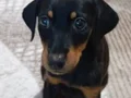 2 aylık doberman