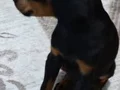 2 aylık doberman