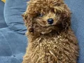 Toy poddle 4 aylık tuvalet eğitimi ve aşılar ta 