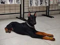 Safkan 120 Günlük Dişi Doberman