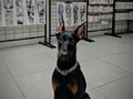 Safkan 120 Günlük Dişi Doberman