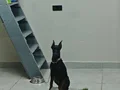 Safkan 120 Günlük Dişi Doberman