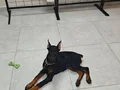 Safkan 120 Günlük Dişi Doberman