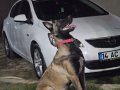 Belgian malinois eğitimli asena
