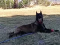 Belgian malinois eğitimli asena